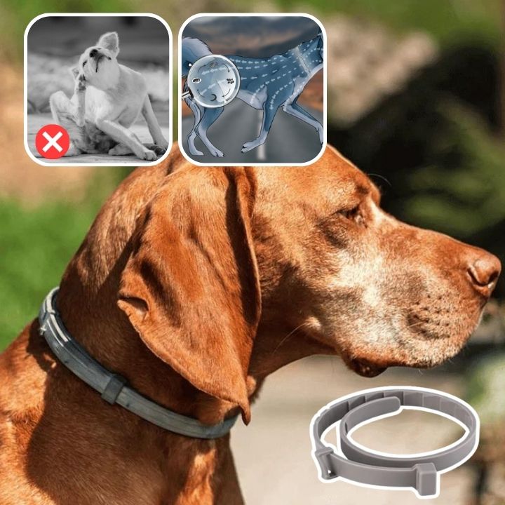 Collier anti puce pour chien | FleaCollar™