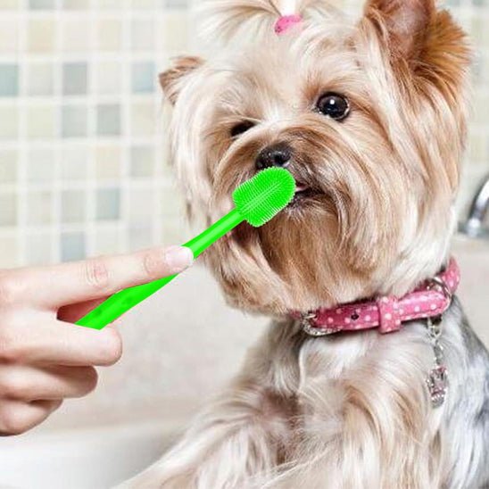 brosse a dent chien