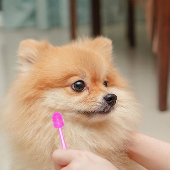 brosse a dent chien