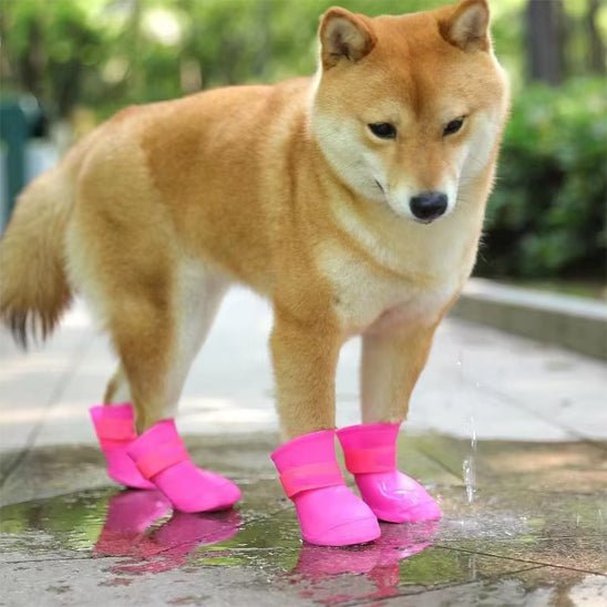 chaussure chien