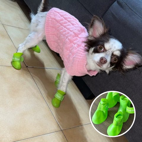 chaussure chien