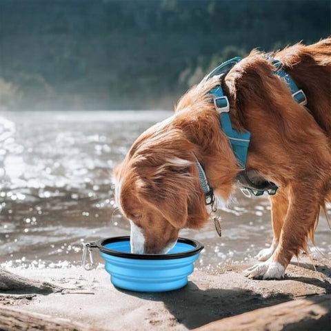 gamelle pour chien