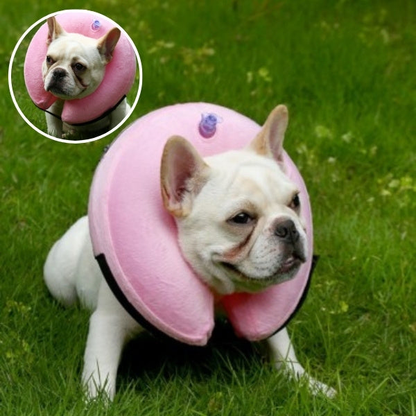 collerette chien gonflable