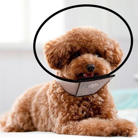 collerette chien