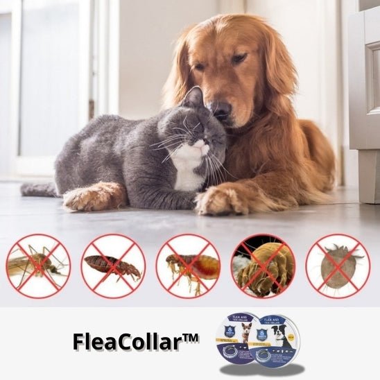 collier anti puce pour chien