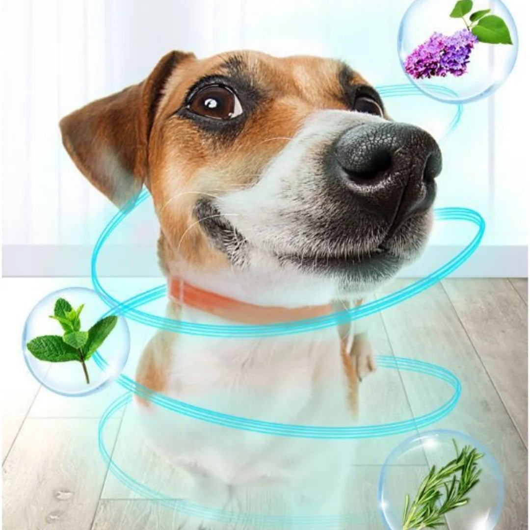 collier anti puce pour chien