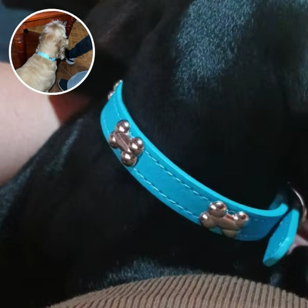 collier pour chien