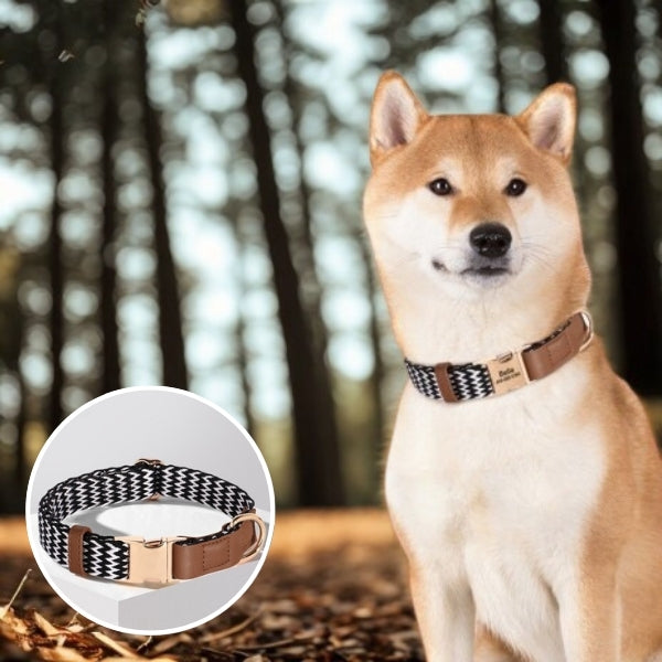 collier pour chien