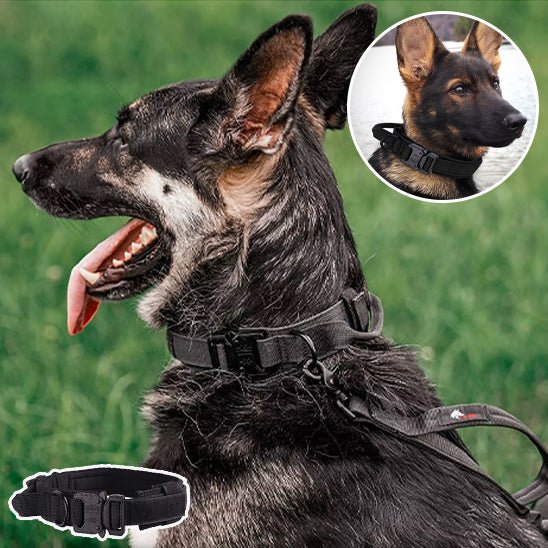 collier pour chien