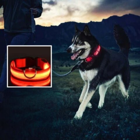collier-pour-chien
