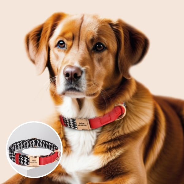 collier pour chien