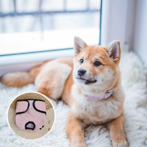 culotte pour chien
