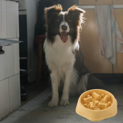 gamelle-pour-chien