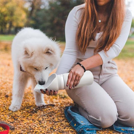 Gourde chien | WalkyPets™