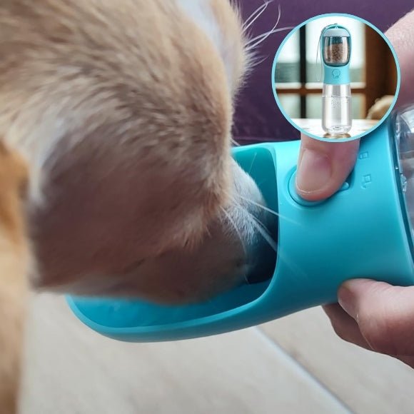 gourde pour chien