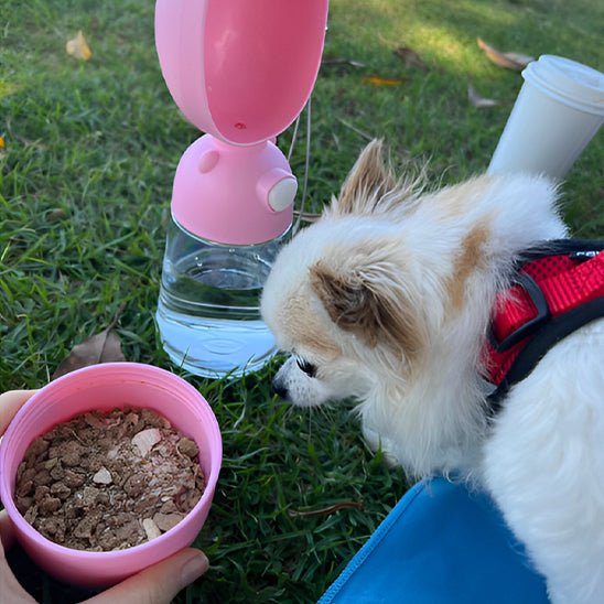 gourde pour chien