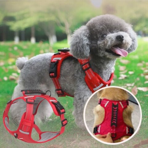 harnais pour chien