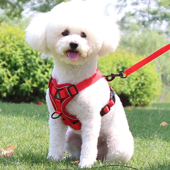 harnais pour chien