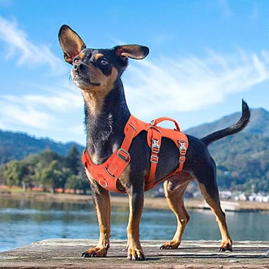 harnais pour chien