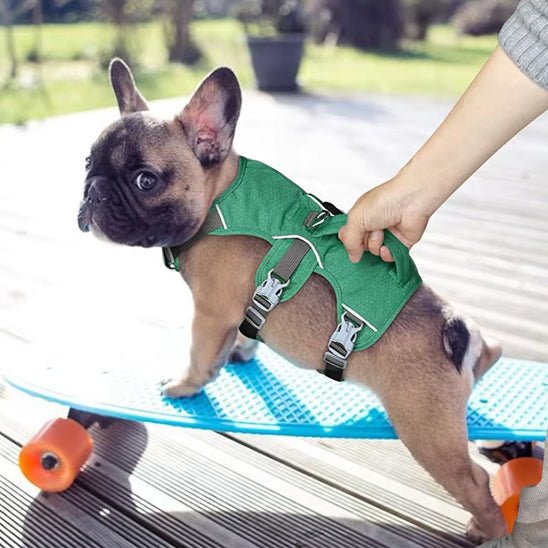 harnais pour chien