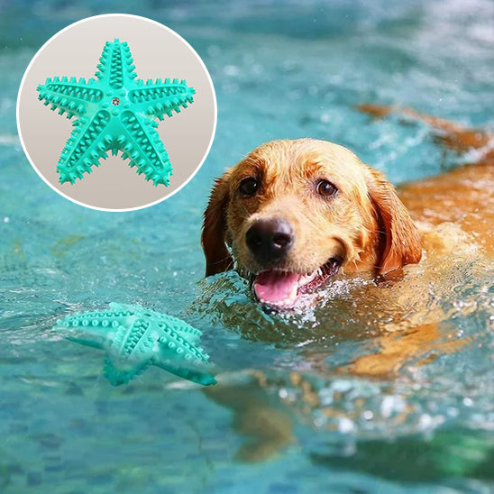 jouet pour chien