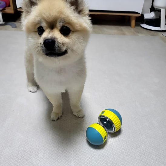 jouet pour chien