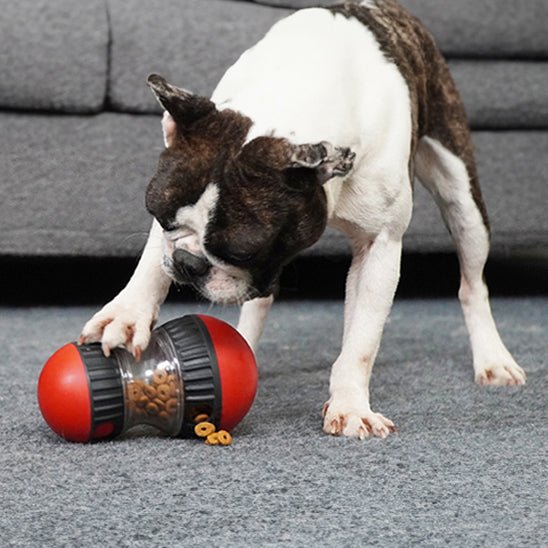 jouet pour chien