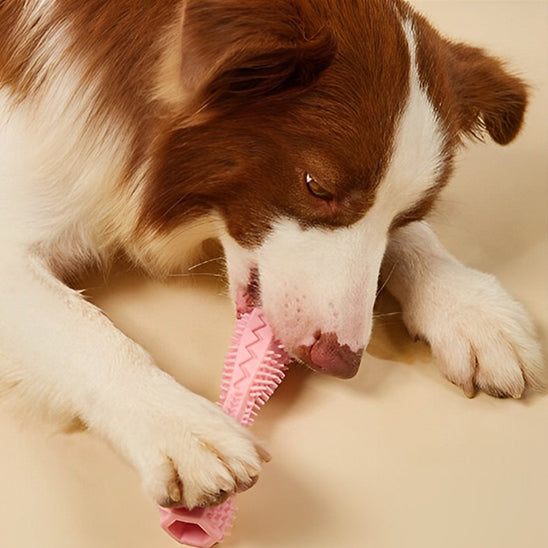 jouet pour chien