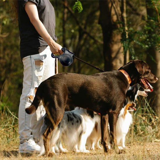 laisse pour chien