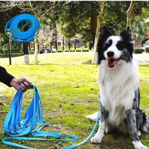 longe pour chien