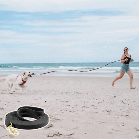 longe pour chien