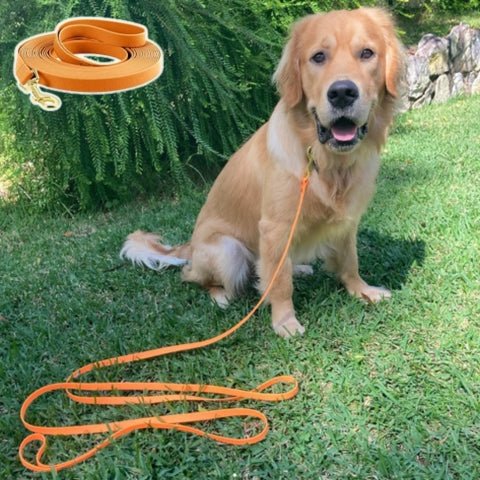 longe pour chien
