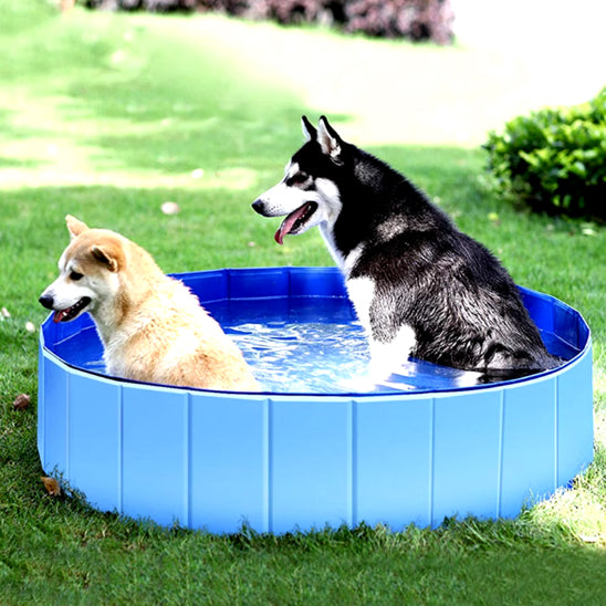 piscine pour chien