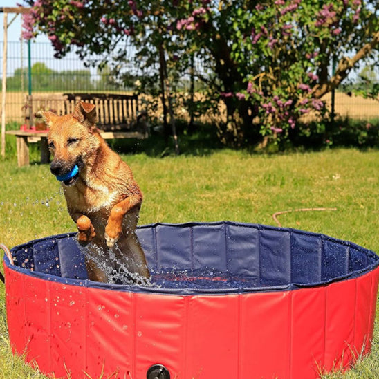 piscine pour chien