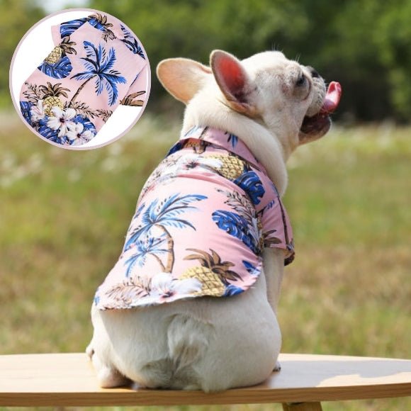 vetement chien