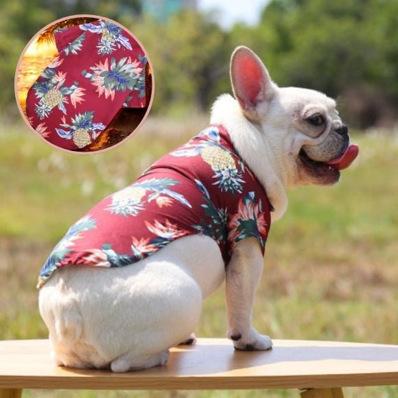 vetement chien