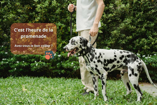 Collier pour chien : Tout pour le Bien-être et la Sécurité de votre compagnon