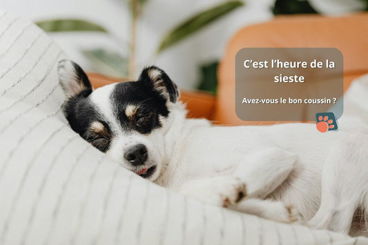 Coussin pour chien : Tout pour le Confort et la Santé de votre compagnon