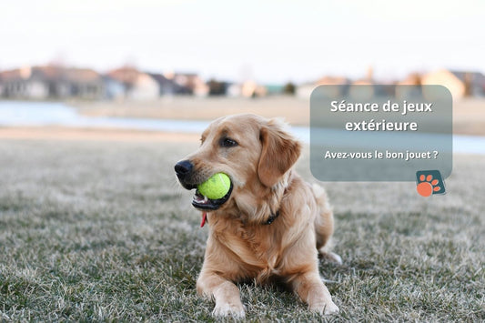 Jouet pour chien : Sélection Interactive et Indestructible pour le bien-être de votre compagnon