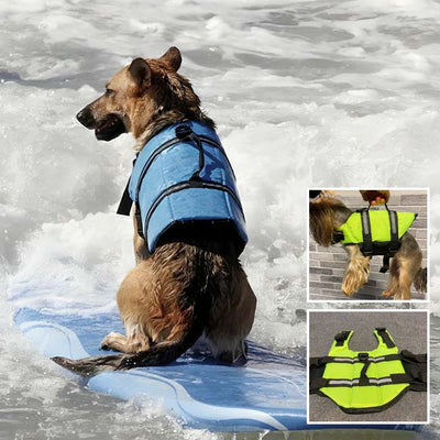 vetement pour chien