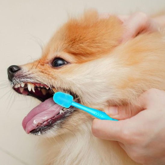 brosse a dent chien