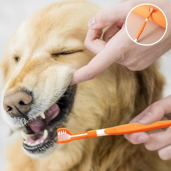 brosse a dent chien