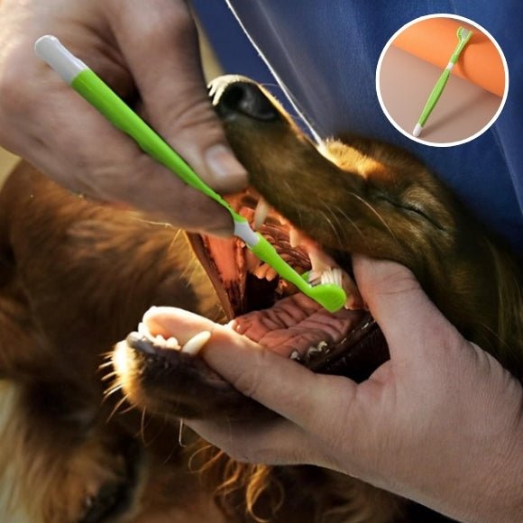 brosse a dent chien