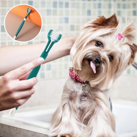 brosse a dent chien
