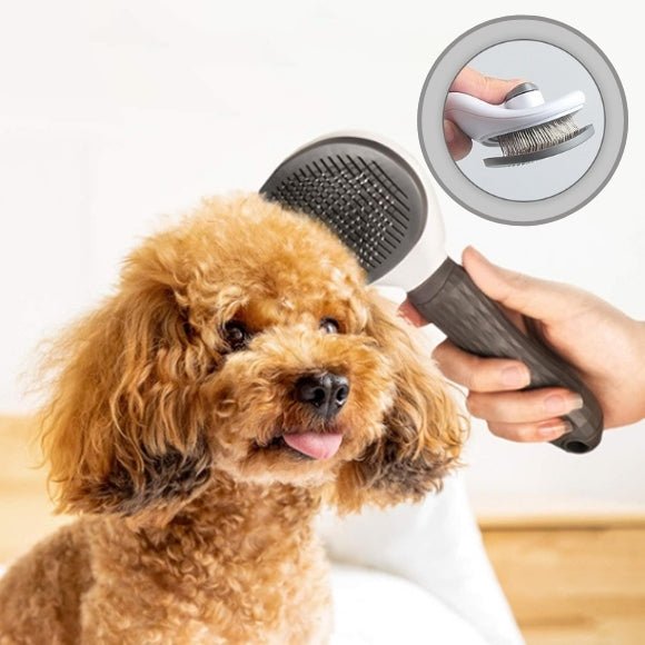 brosse chien