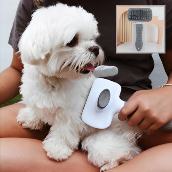 brosse chien