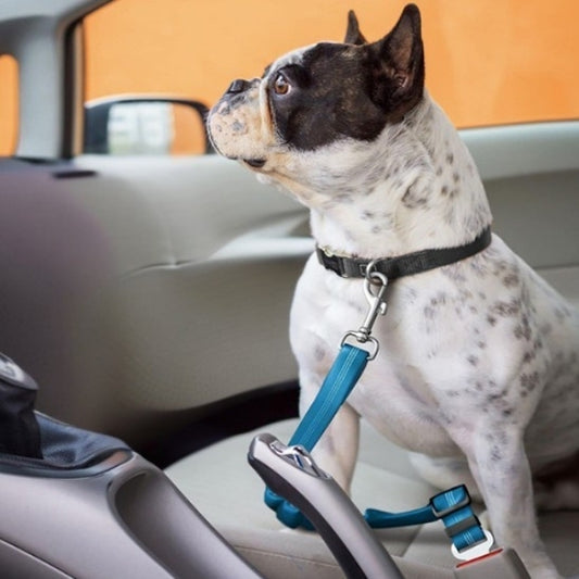 ceinture chien voiture