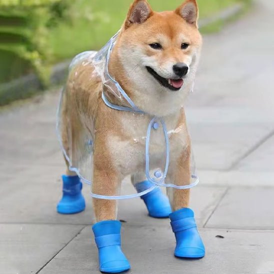 chaussure chien