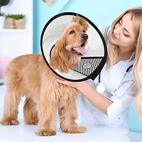 collerette chien