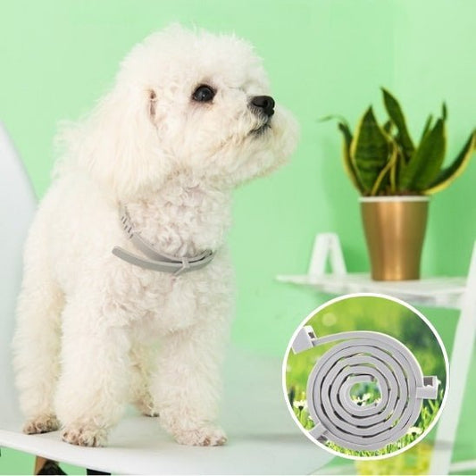 collier anti puce pour chien